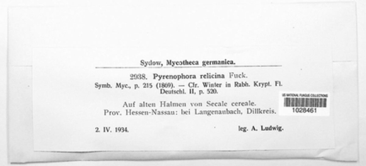 Pyrenophora image